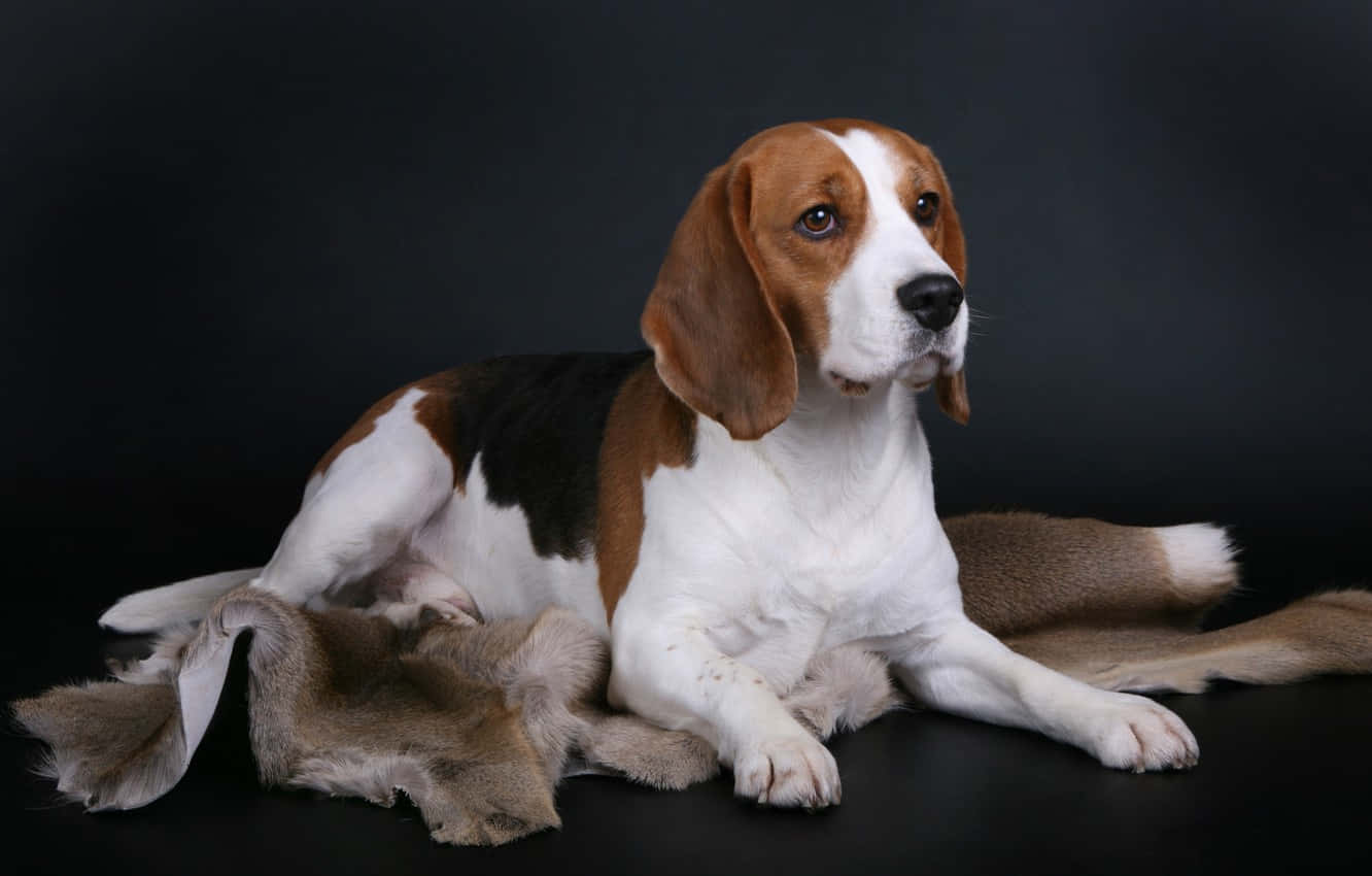 Beaglehundraser Sitter På En Duk Wallpaper