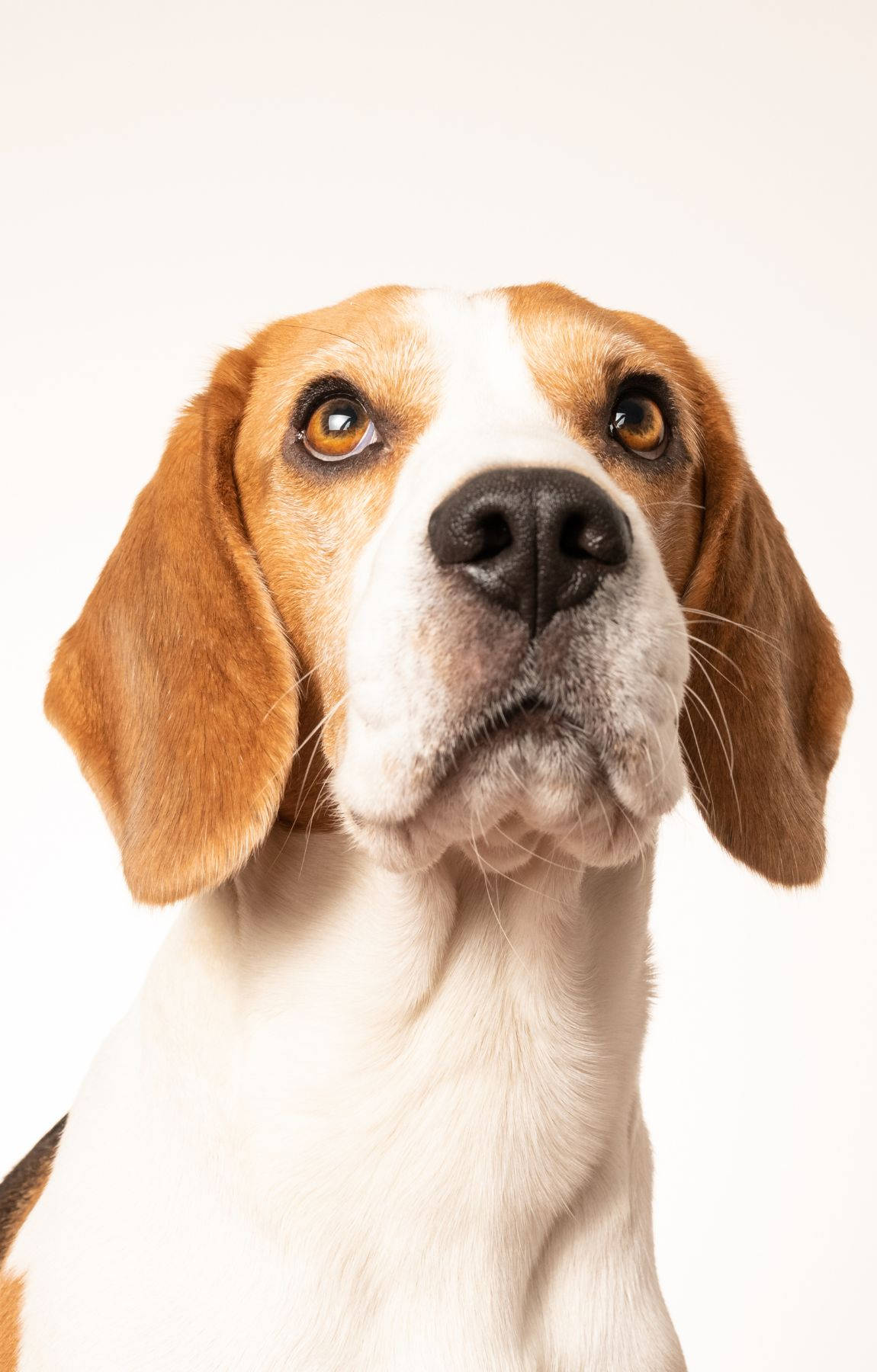 Beagle Dog Chin Up Wallpaper