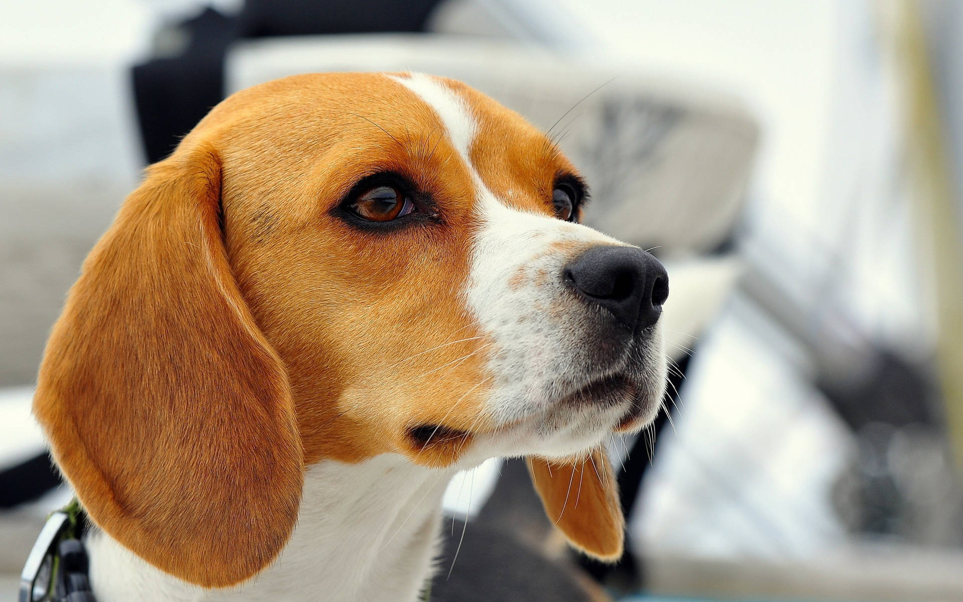 Beagle Dog Close Up Wallpaper
