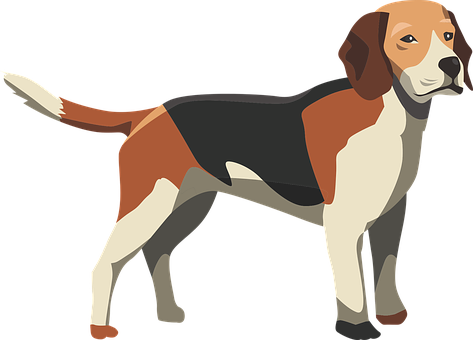 Beagle Dog Illustration PNG