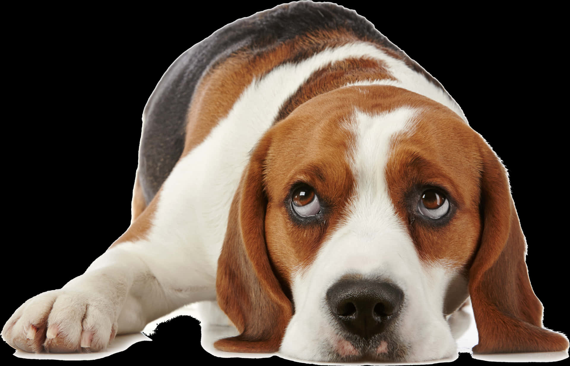 Beagle Dog Lying Down Black Background.jpg PNG