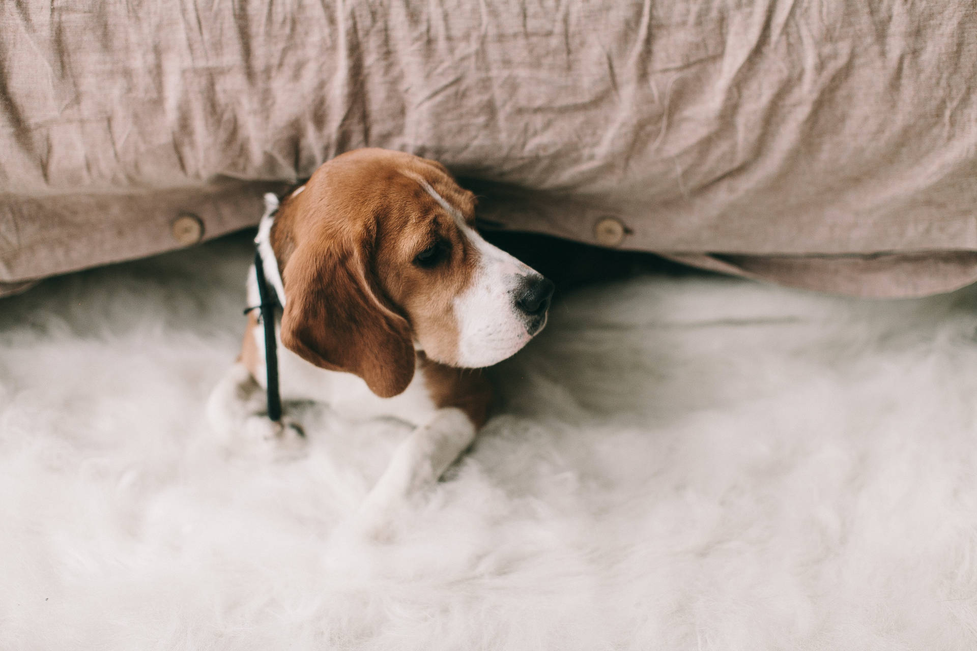 Beagle Dog Lying On Bed Wallpaper