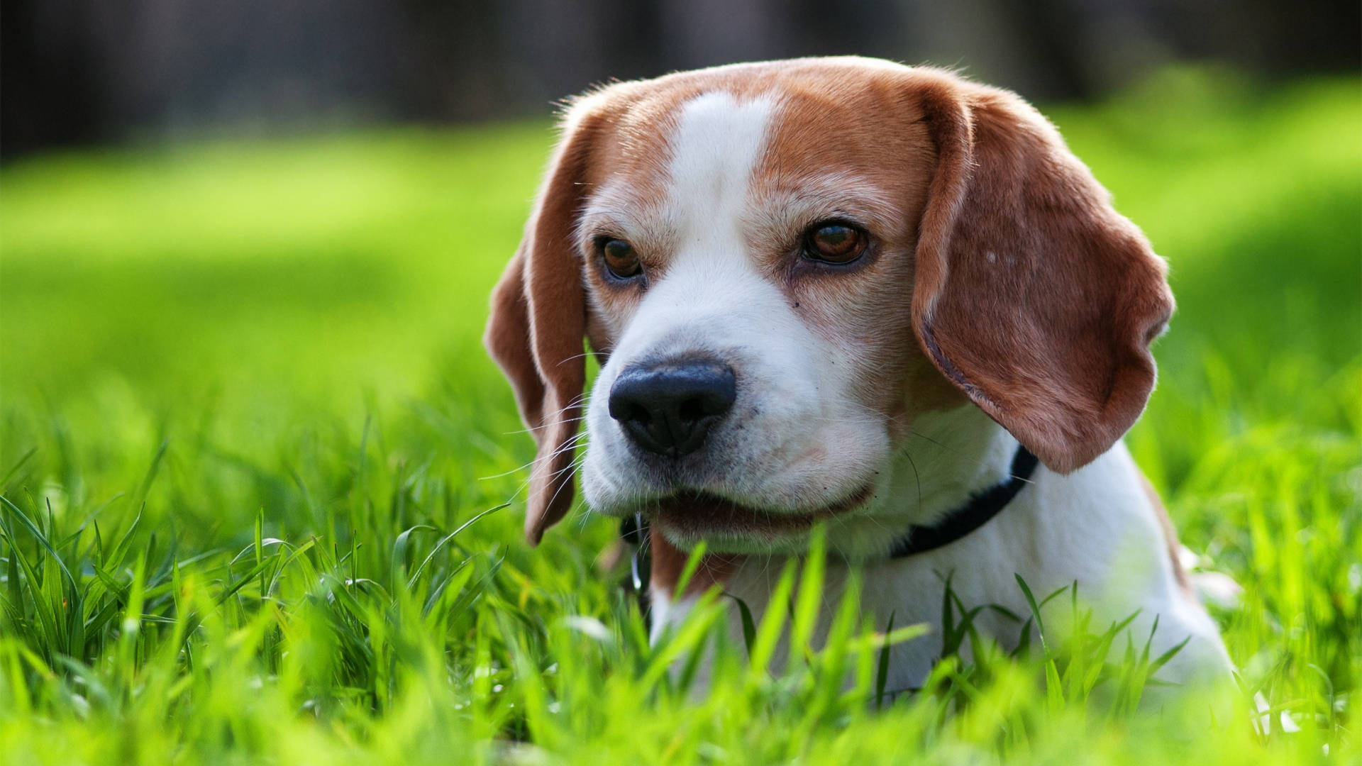 Beagle Dog Lying On Grass Wallpaper
