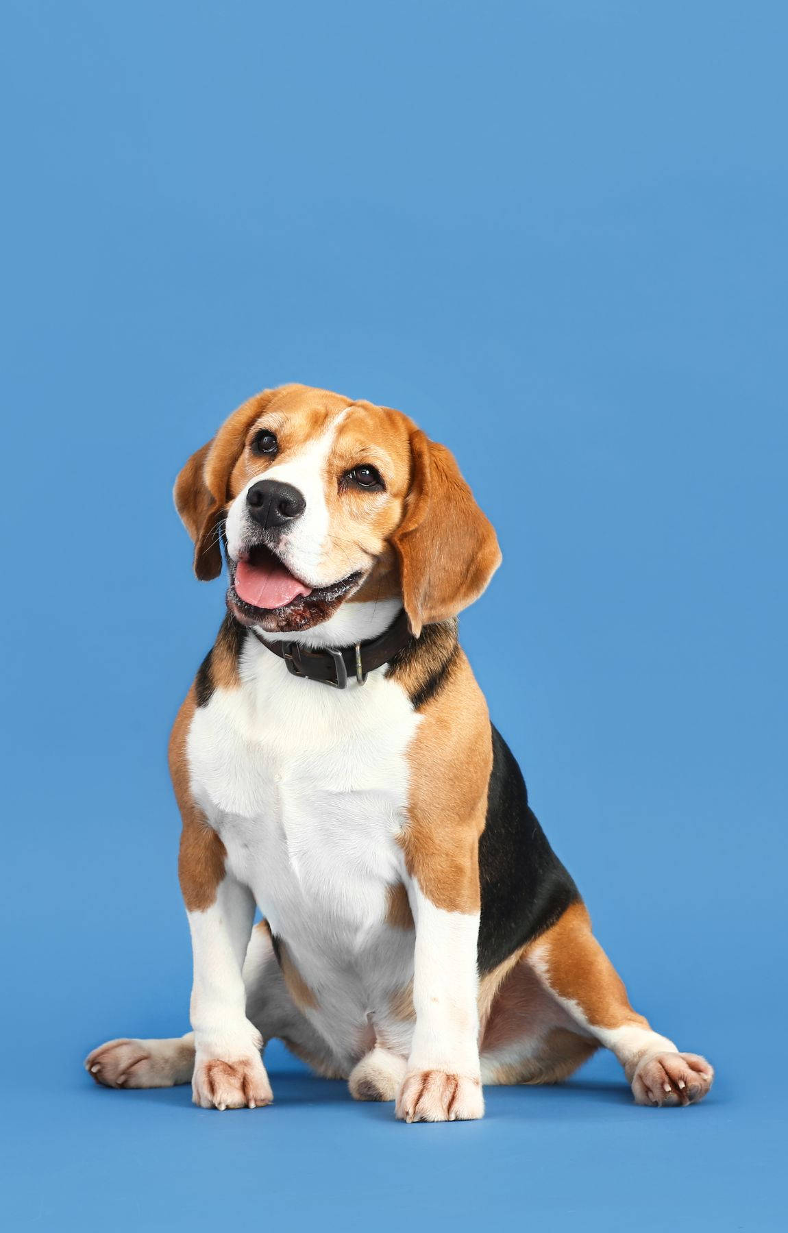 Beagle Dog On Pastel Blue Background Wallpaper
