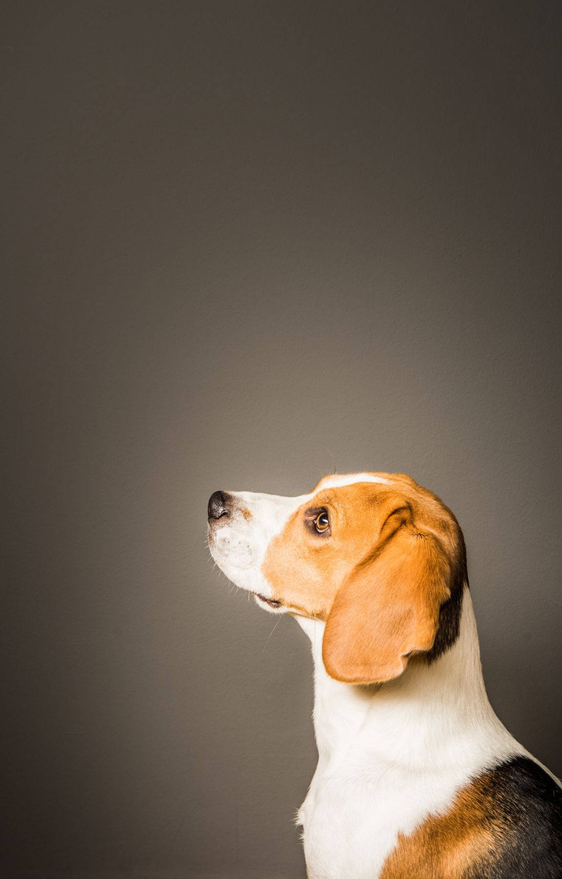 Beagle Dog On Side View Wallpaper