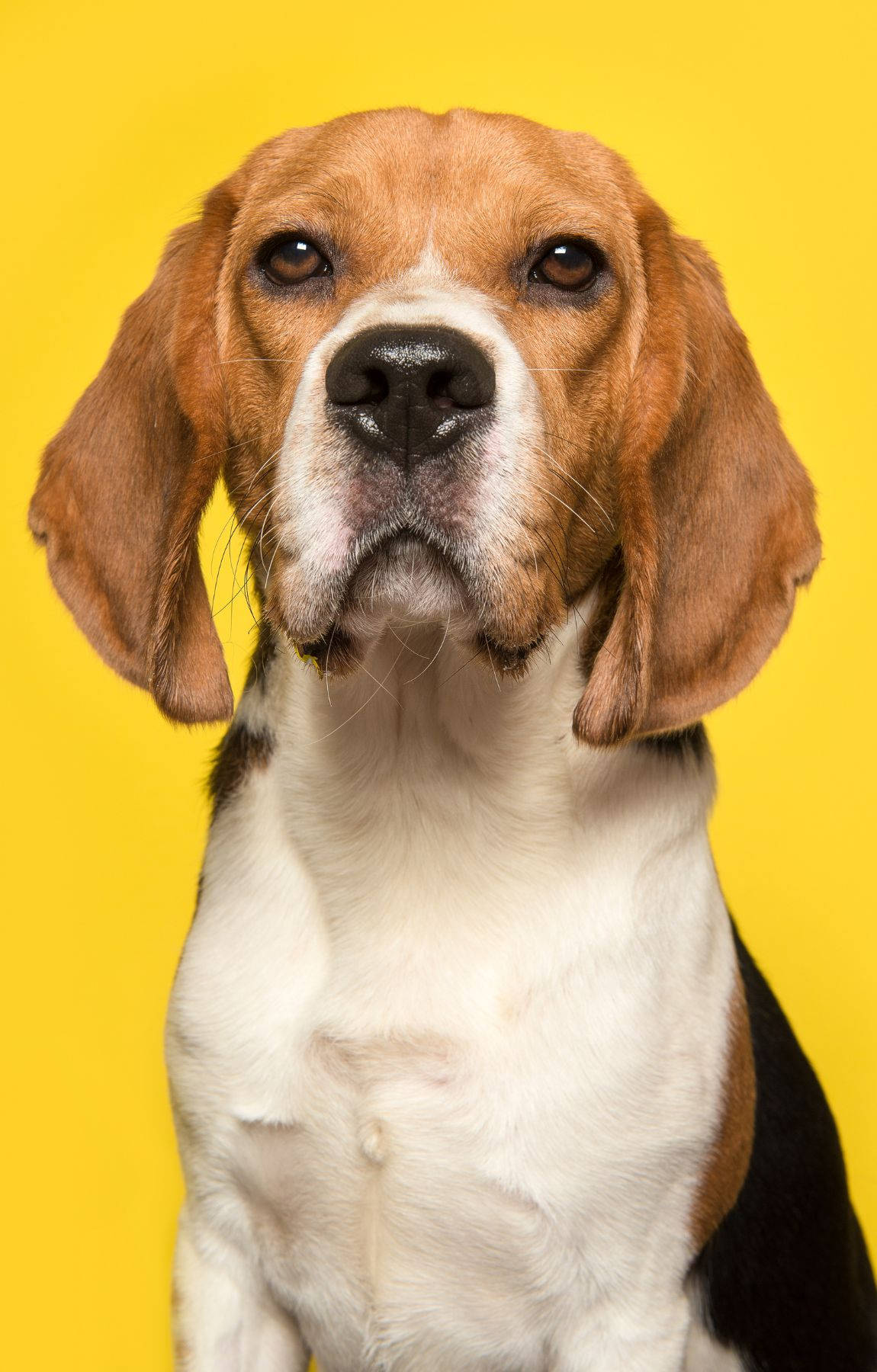 Beagle Dog On Yellow Background Wallpaper