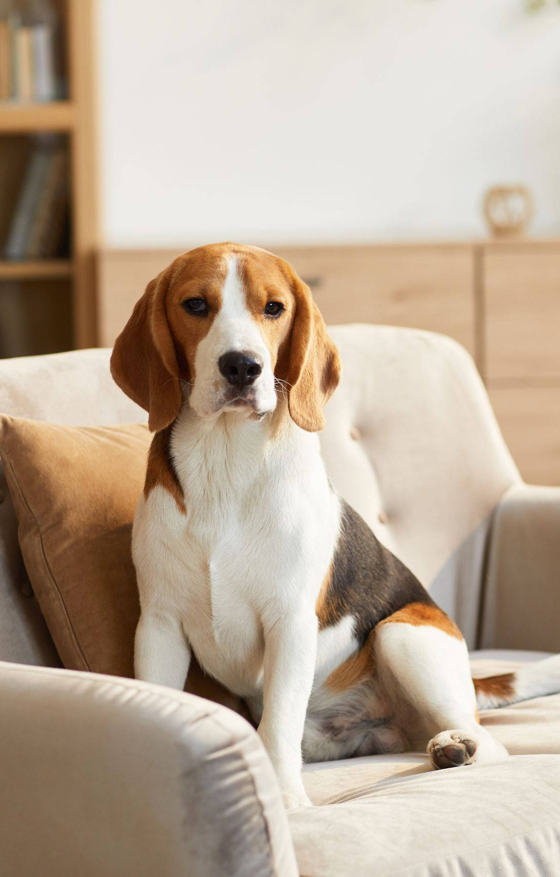 Beagle Dog Sitting On Couch Wallpaper