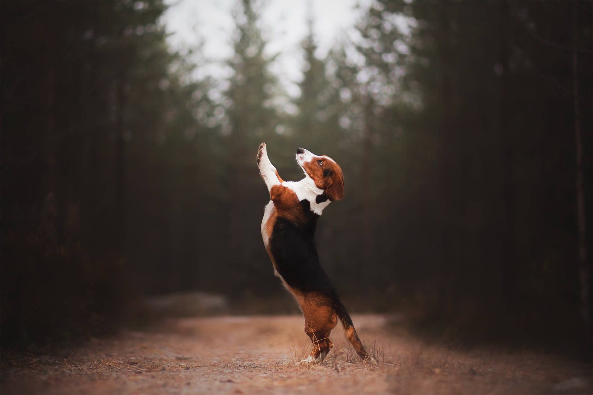 Beagle Dog Standing Up Wallpaper