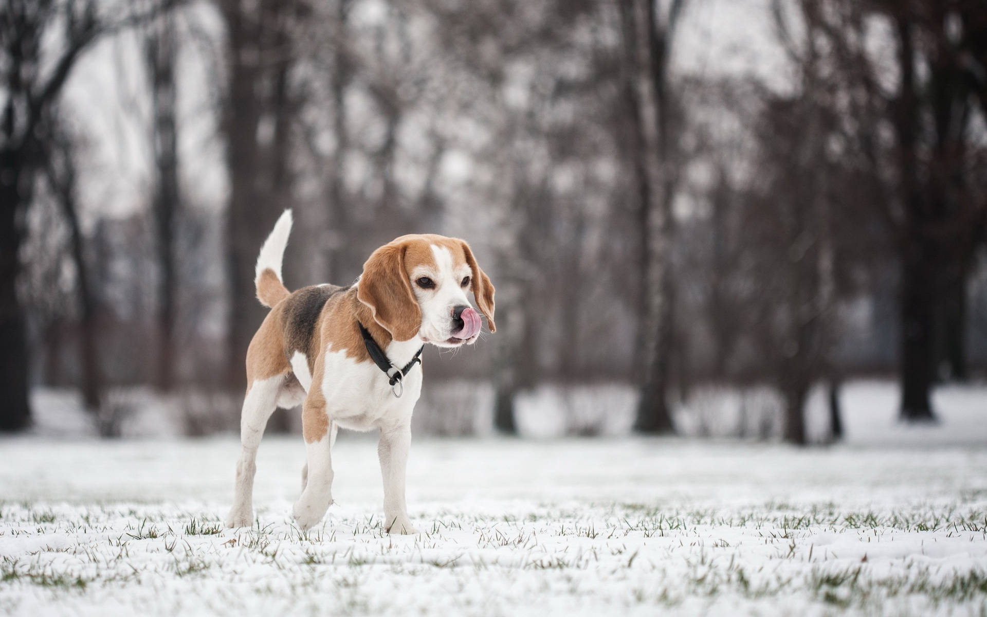 Beagle Dog Walking On Snow Wallpaper