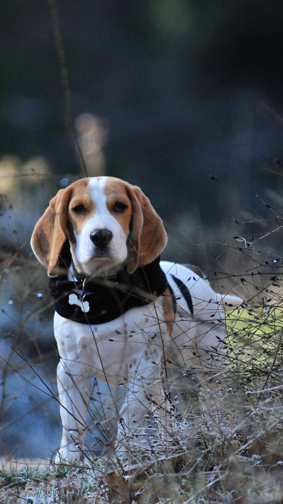 Beagle Dog With Bone Collar Wallpaper