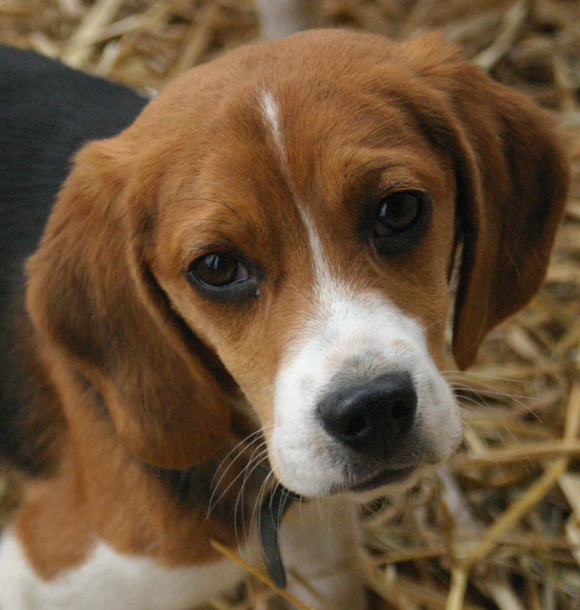 A Beagle Dog Standing In Straw