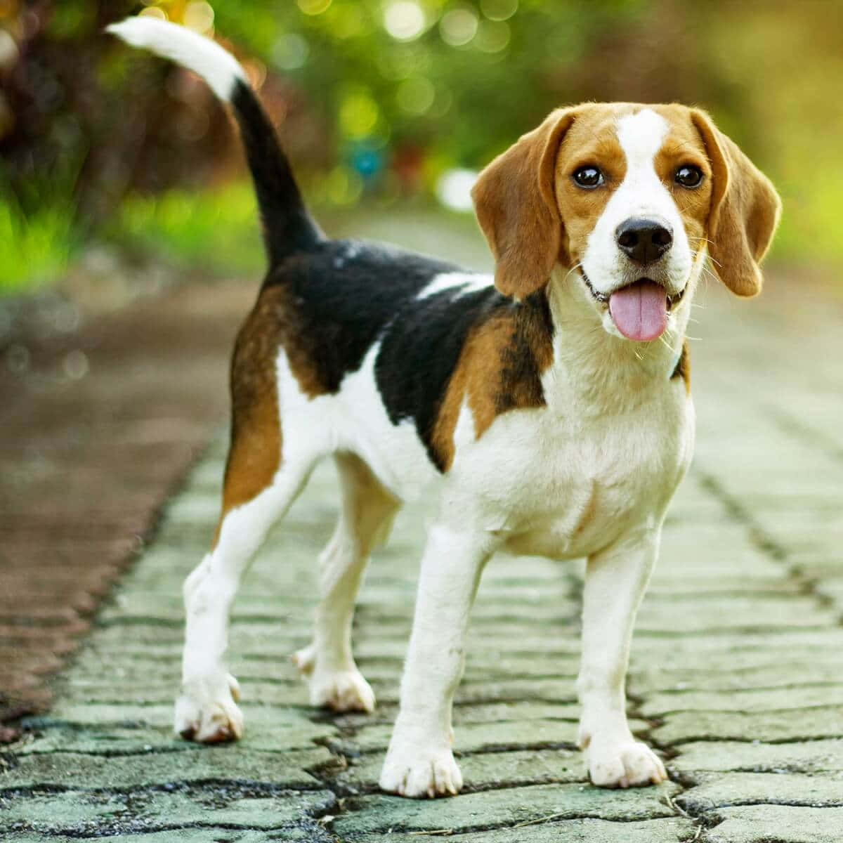 Familieaus Entzückenden Und Süßen Beagle-hunden