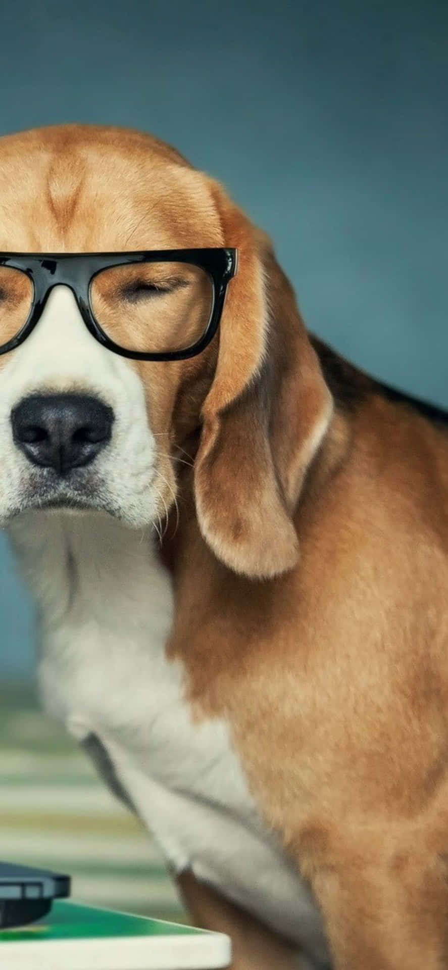 Einhund Trägt Eine Brille Und Sitzt Neben Einem Laptop.