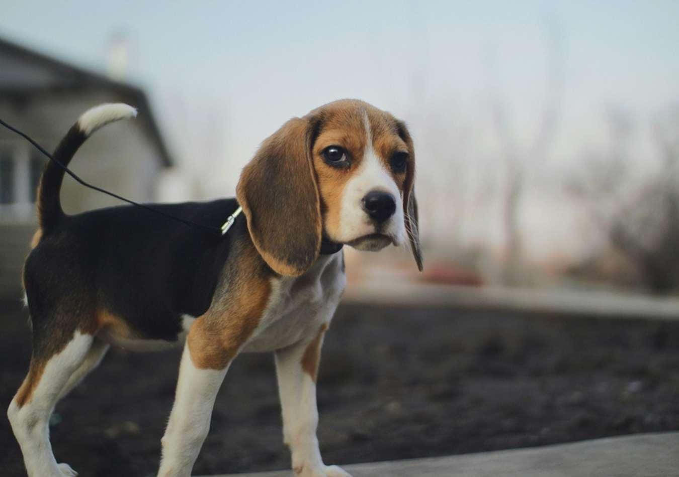 A Beagle Dog Standing On A Leash