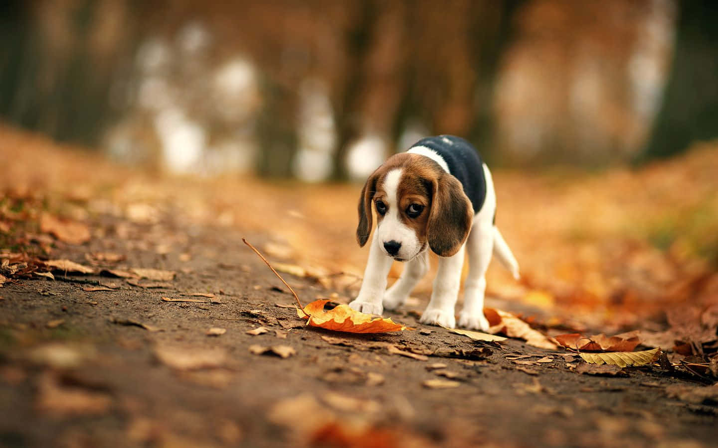 A Dog Walking Through The Leaves In The Woods