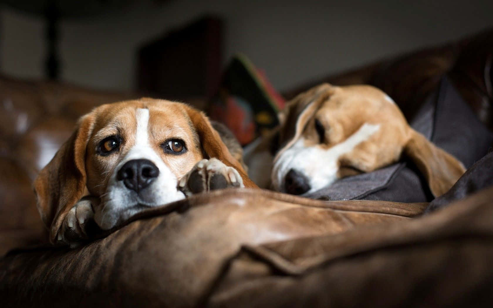 Tvåglada Beagle-hundar Som Njuter Av En Solig Dag.