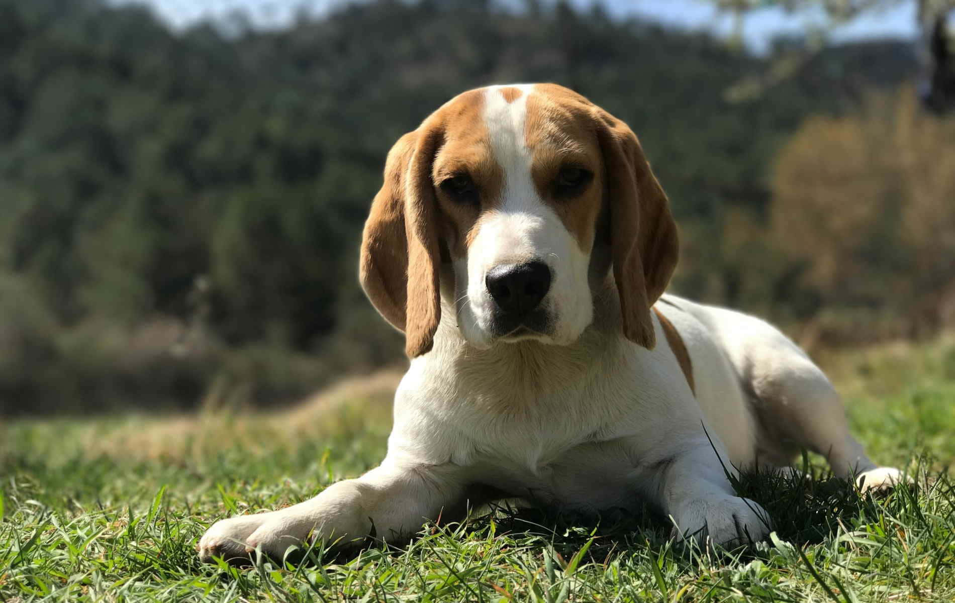 Beagle - the canine bundle of love