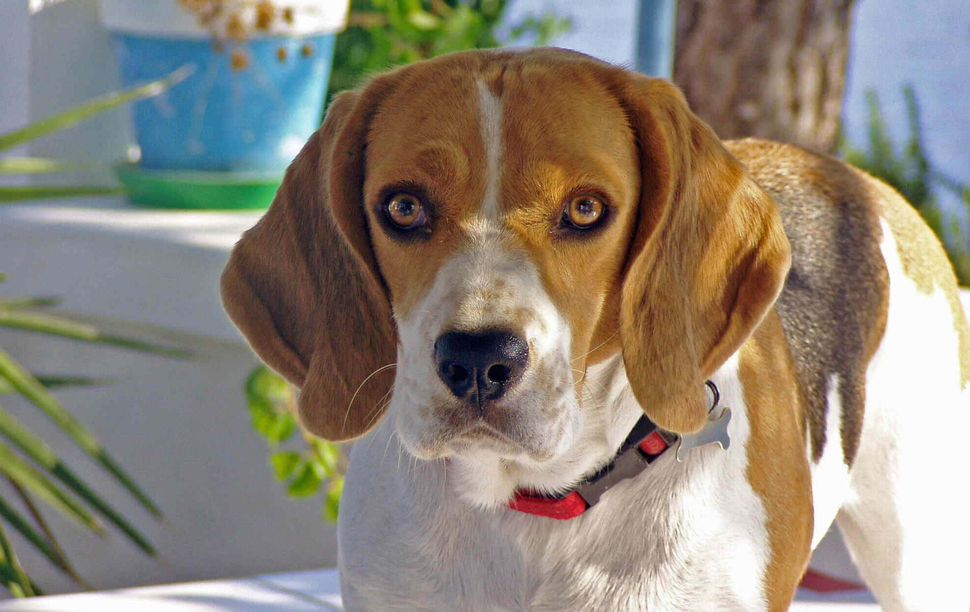 Uncane Beagle È In Piedi Su Un Pavimento Di Piastrelle Bianche.