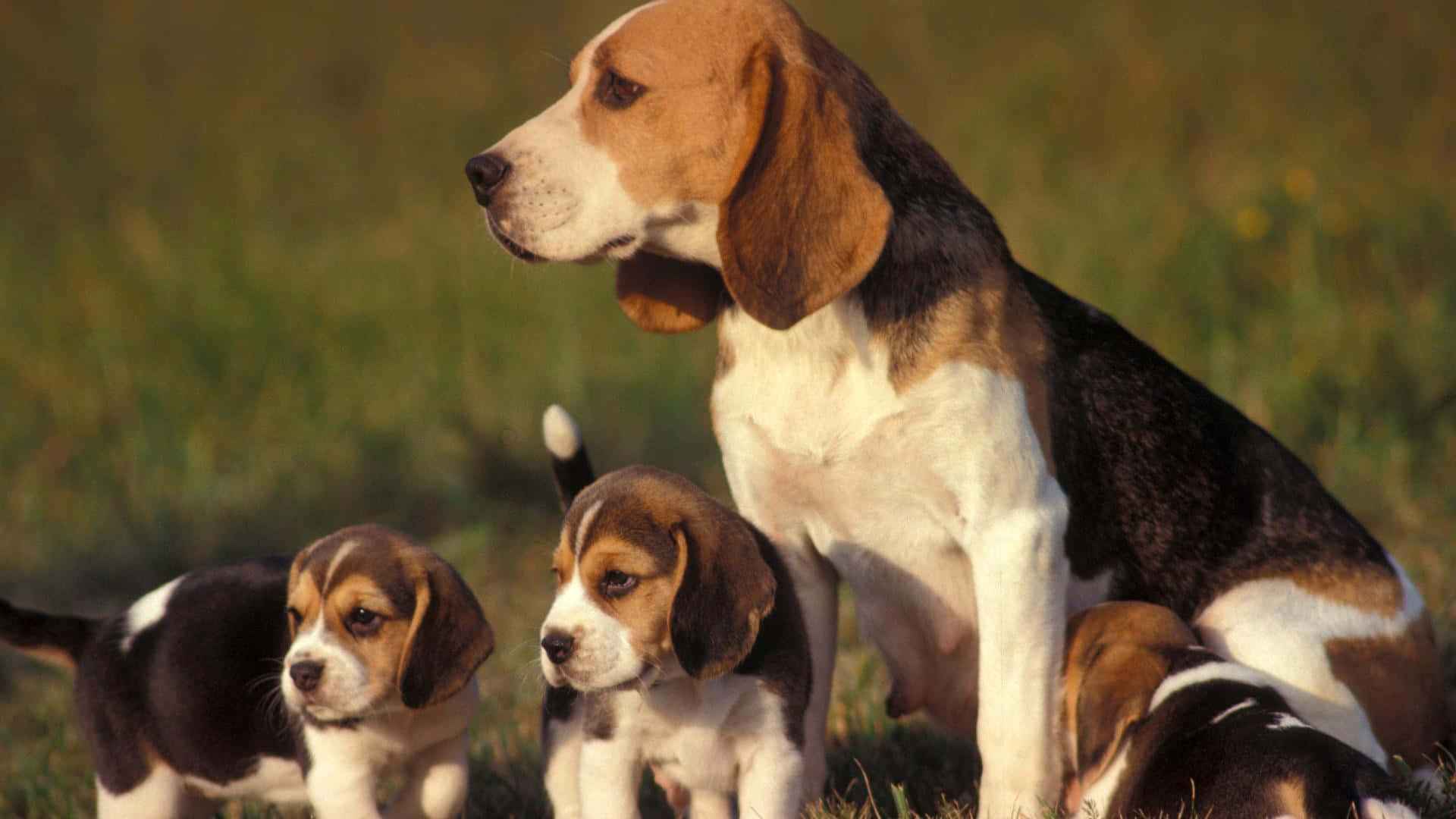 Beagles And Their Puppies