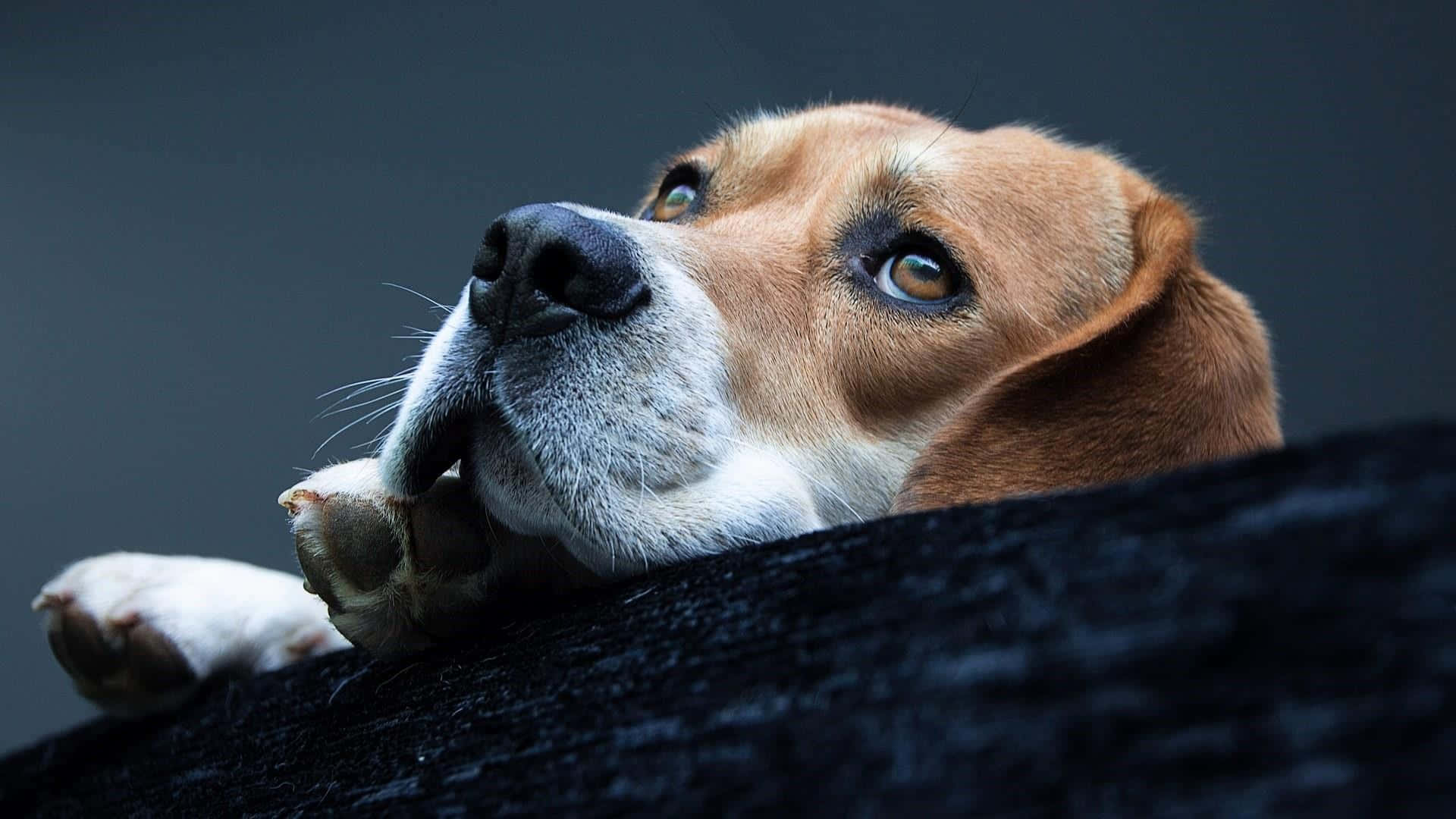 Lärkänna Fyrfota Pälsklädda Vänner - Beaglehundar