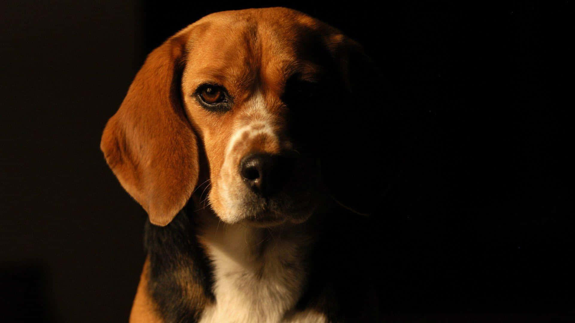 A Beagle Dog Ready to Play!