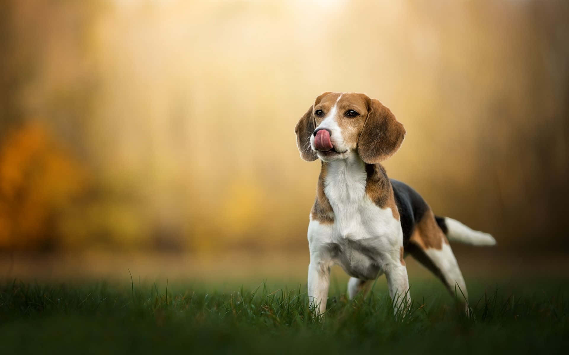 Einsüßer Beagle-welpe Bereit, Seiner Familie Beizutreten.