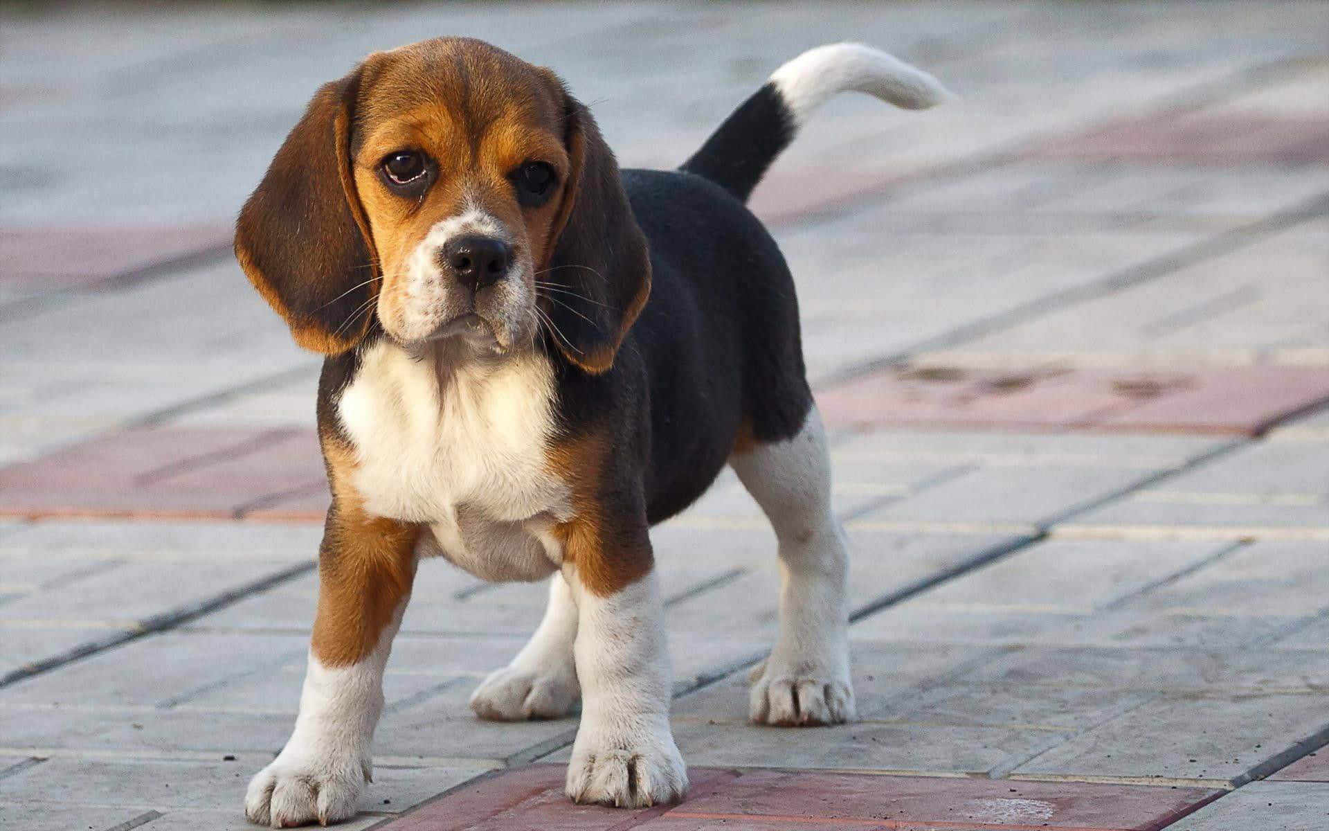 Adorable beagle dog with its floppy ears