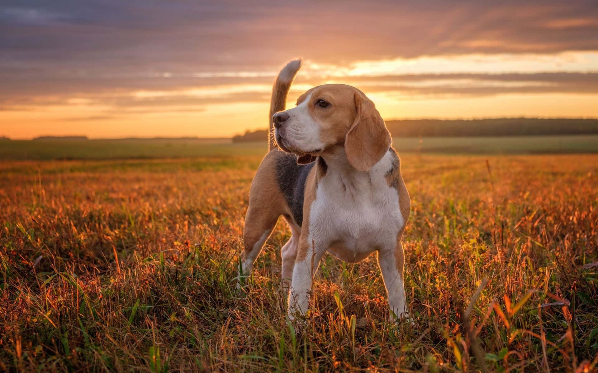 Bildentvå Bedårande Beagle-valpar Som Hänger Ute Tillsammans.