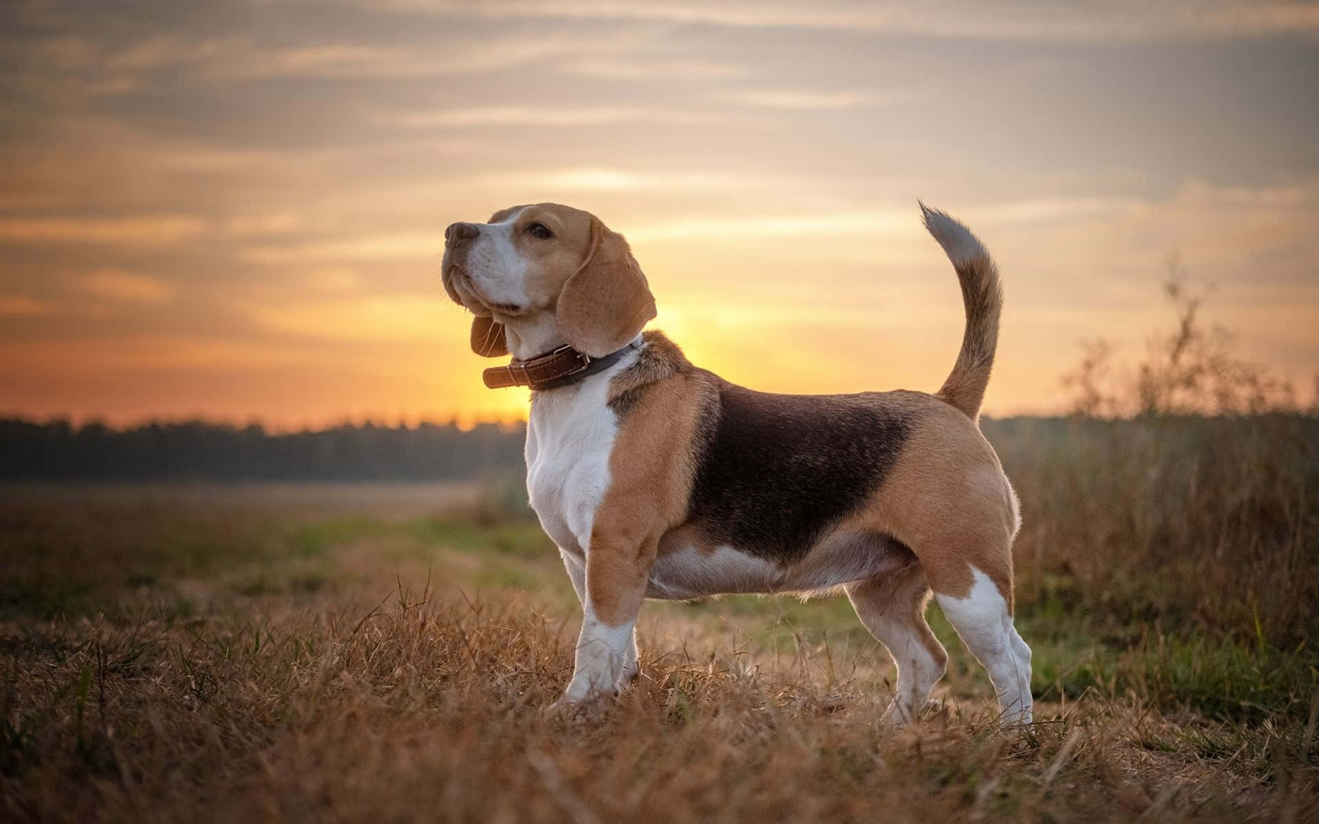 "Cute beagle dog looking at the camera with a playful expression"