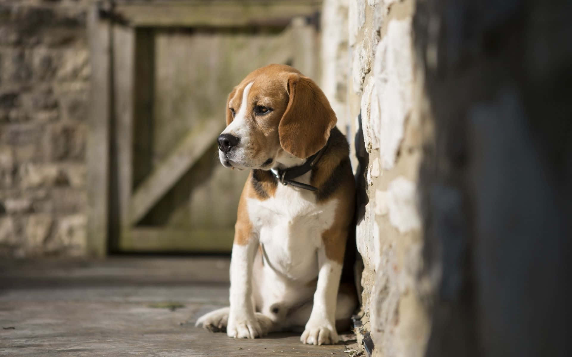 Beagle Dogs Pictures 1920 X 1200