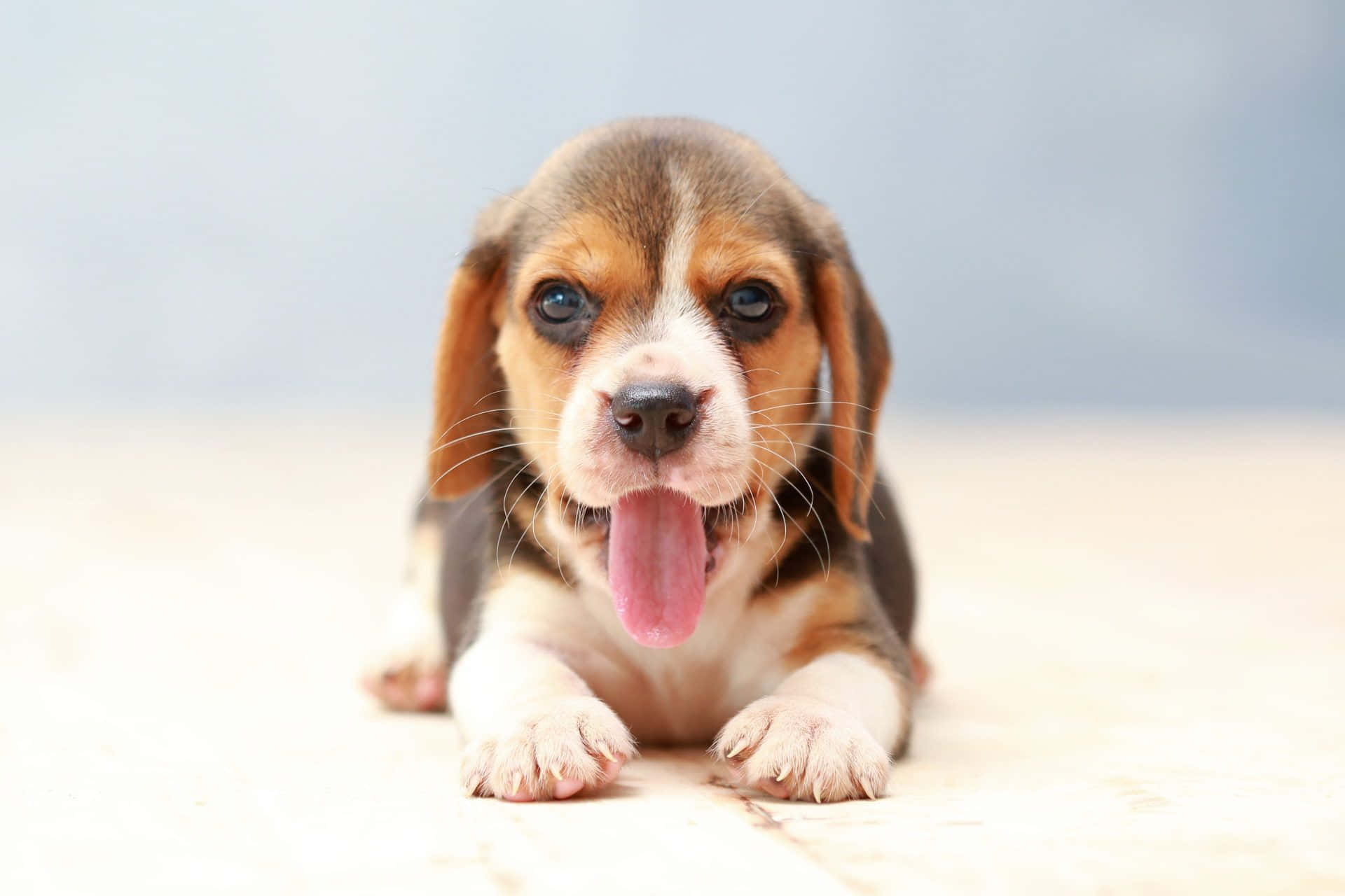 A Beagle Puppy Laying On A Wooden Floor
