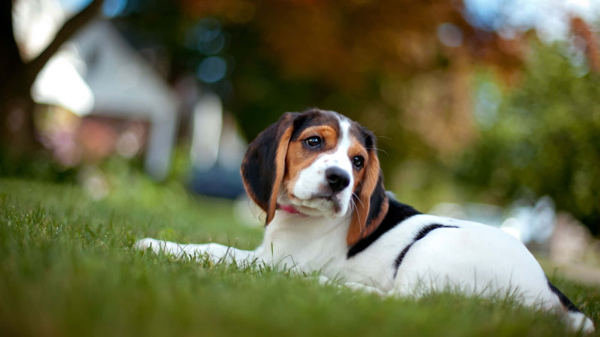 Cute beagle dog awaiting his next adventure.