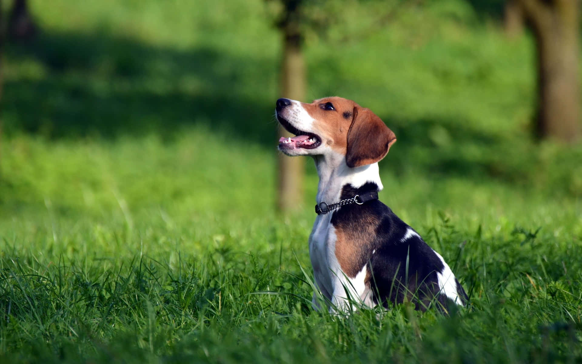 Tvåbedårande Beagle-hundar Som Njuter Av Solens Värme.
