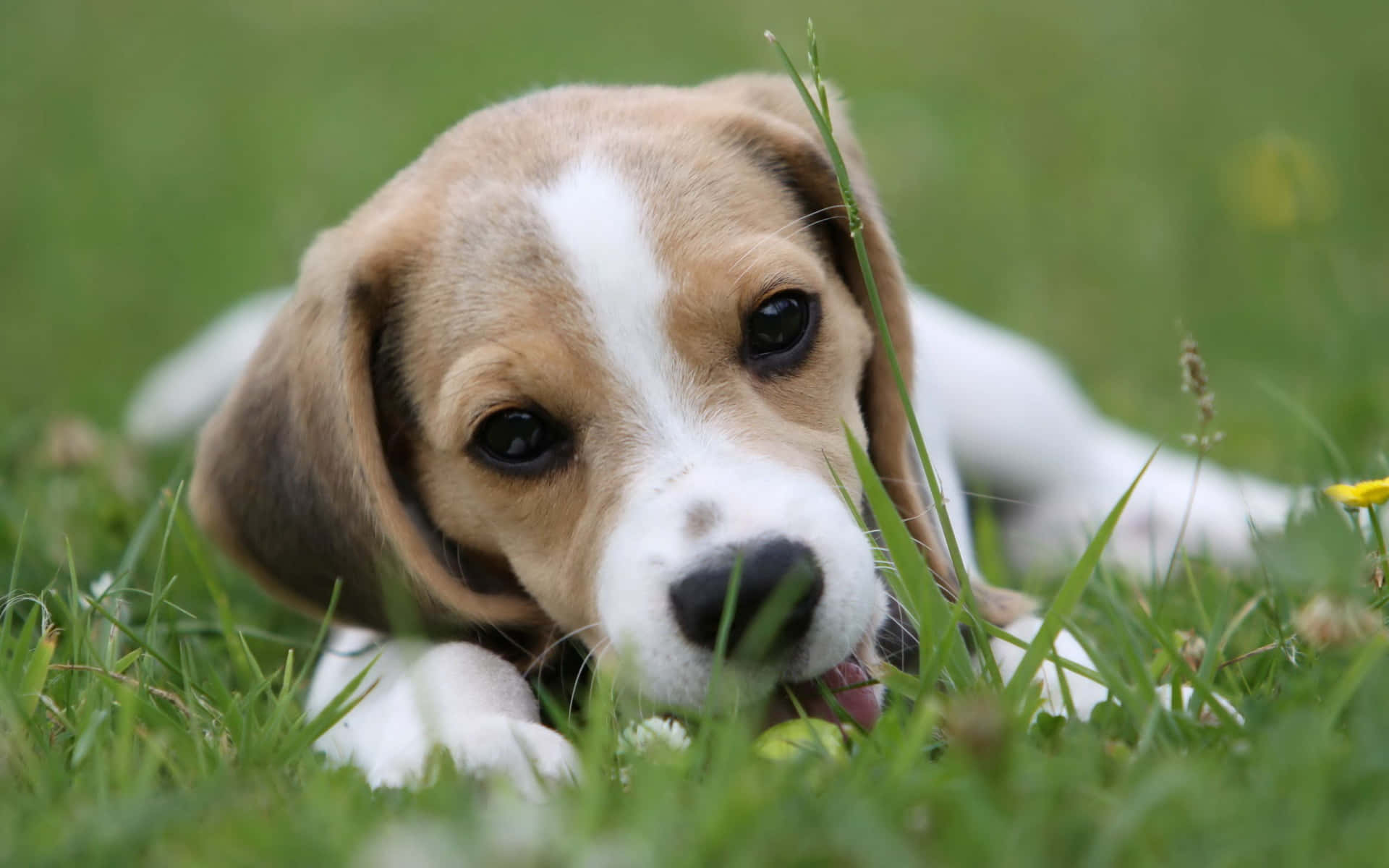 Free Beagle Dogs Pictures , [100+] Beagle Dogs Pictures for FREE |  