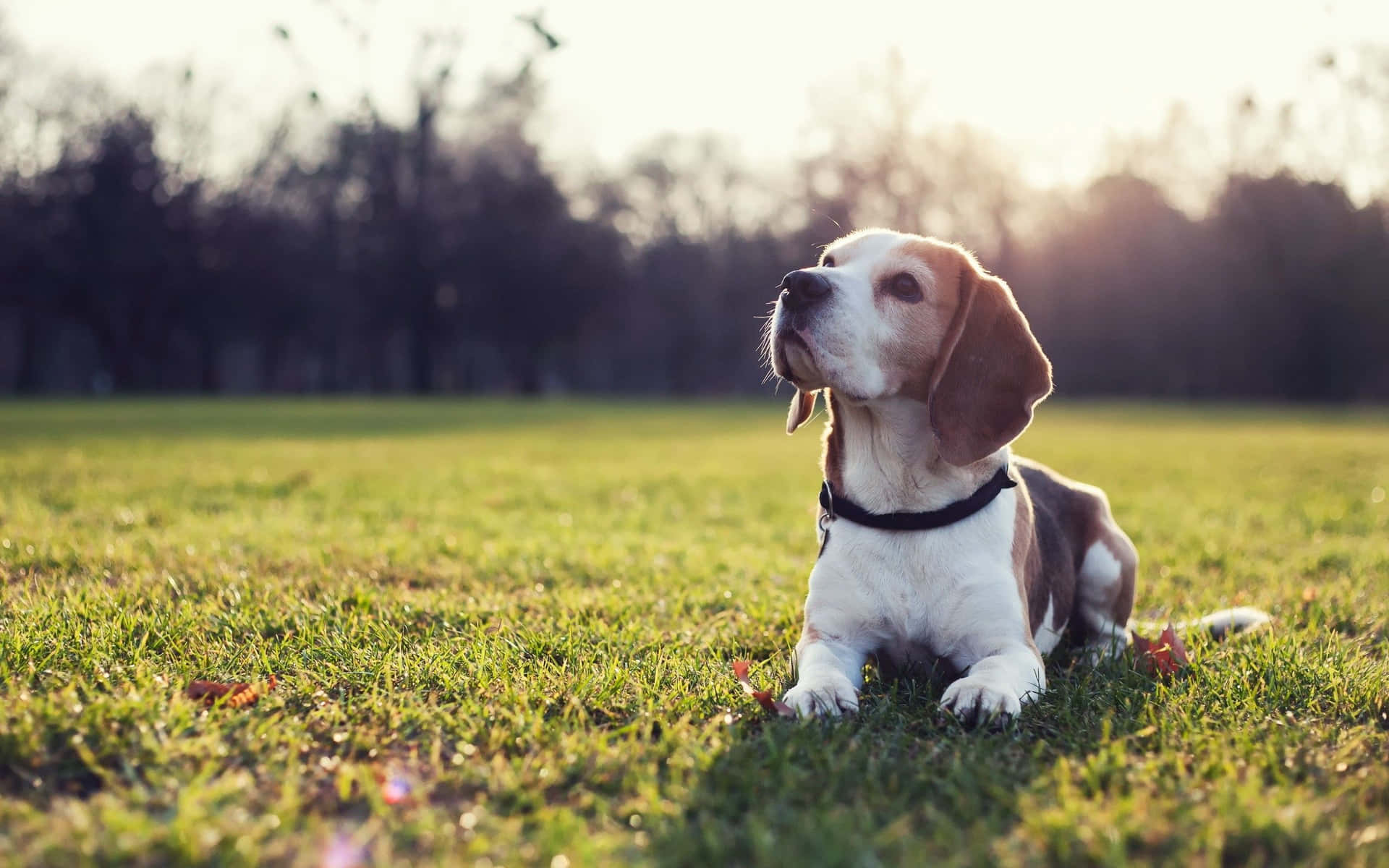 Adorable beagle puppy dog playing in grass