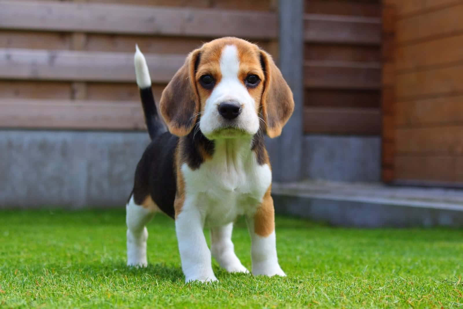 Beagle Puppy Standing On The Grass