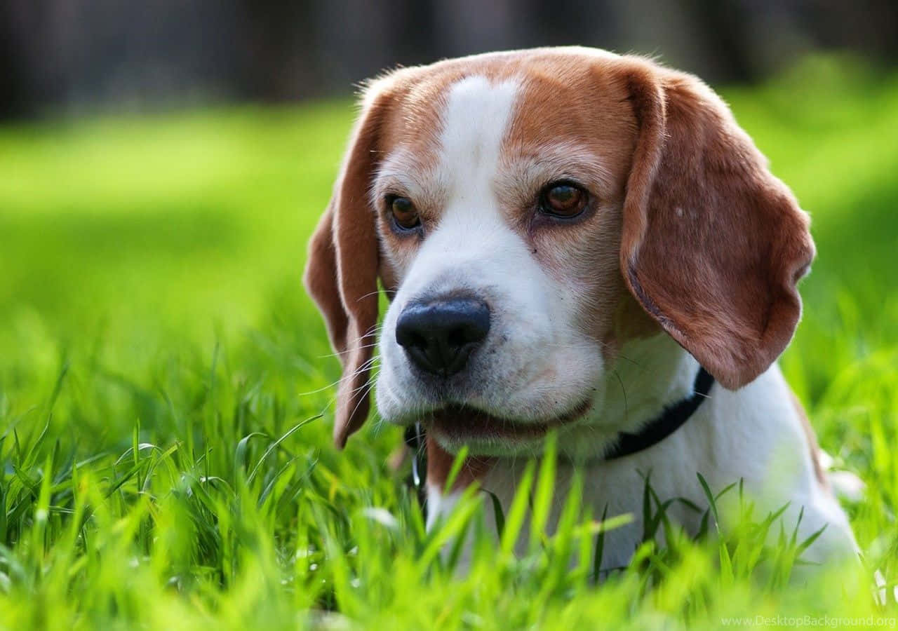 A Happy Beagle Dog Smiling