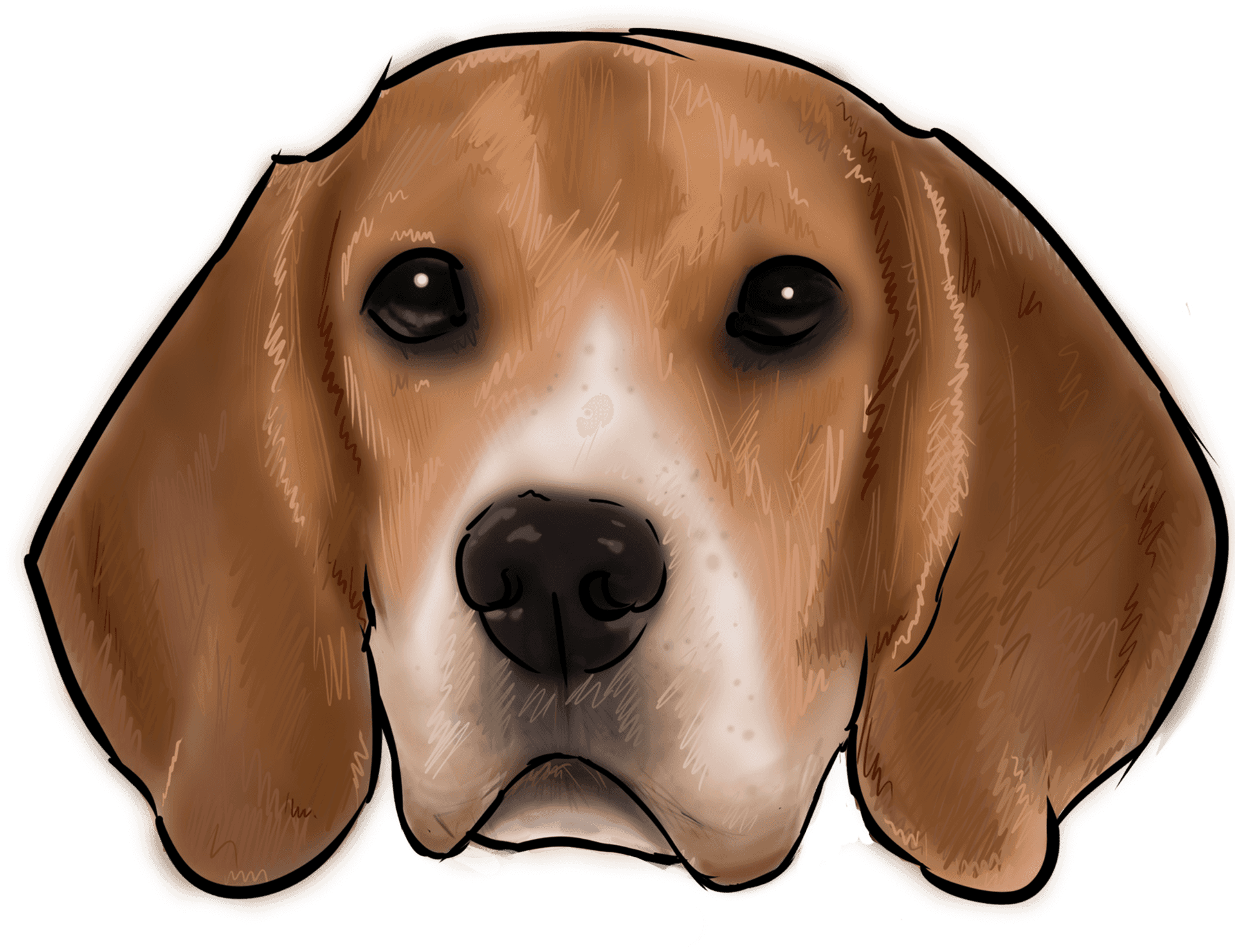 Beagle Head Illustration PNG