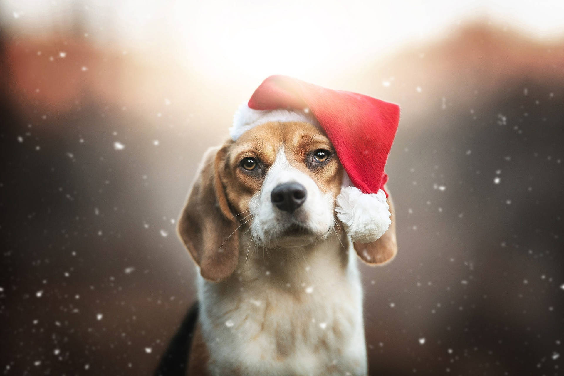 Beagle In A Santa Hat Wallpaper