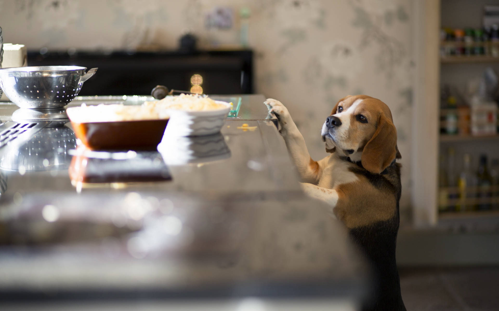 Beagle In The Kitchen Wallpaper