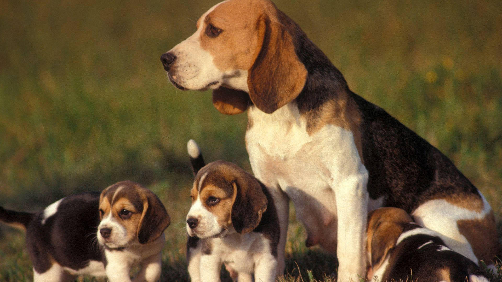 Free Beagle Wallpaper Downloads, [100+] Beagle Wallpapers for FREE |  
