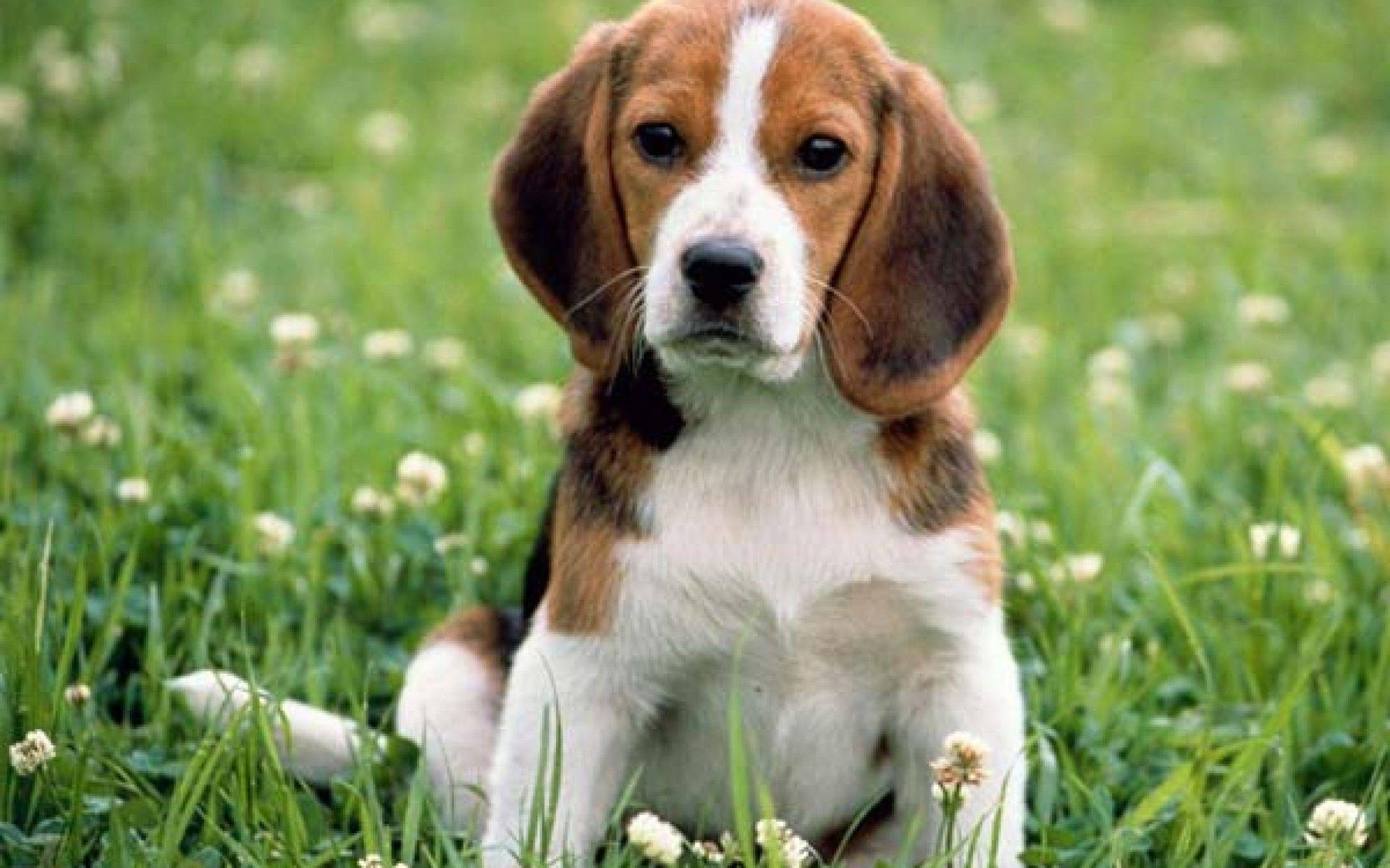 Beagle On A Meadow Wallpaper