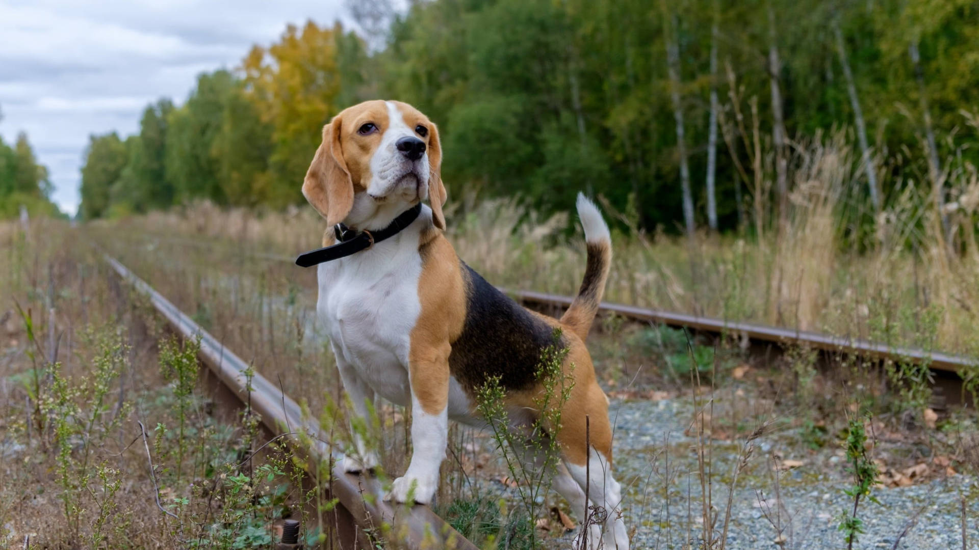 Beagle On Train Tracks Wallpaper