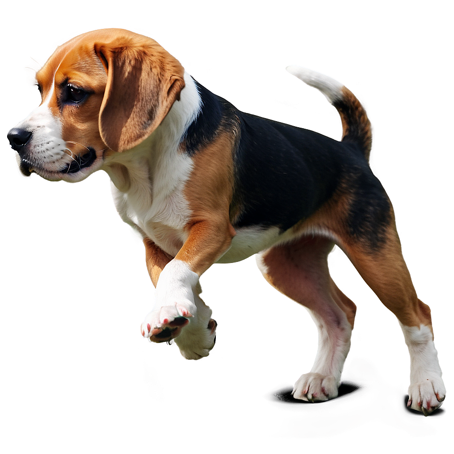 Beagle Png Bcy PNG