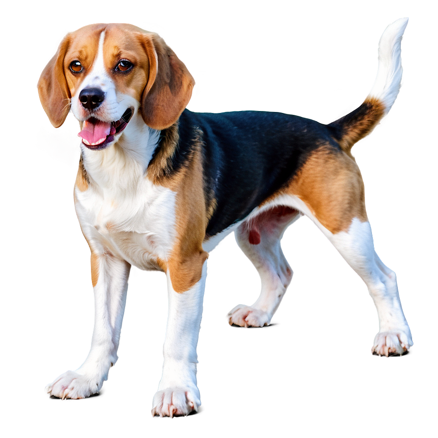 Beagle Png Iwr PNG
