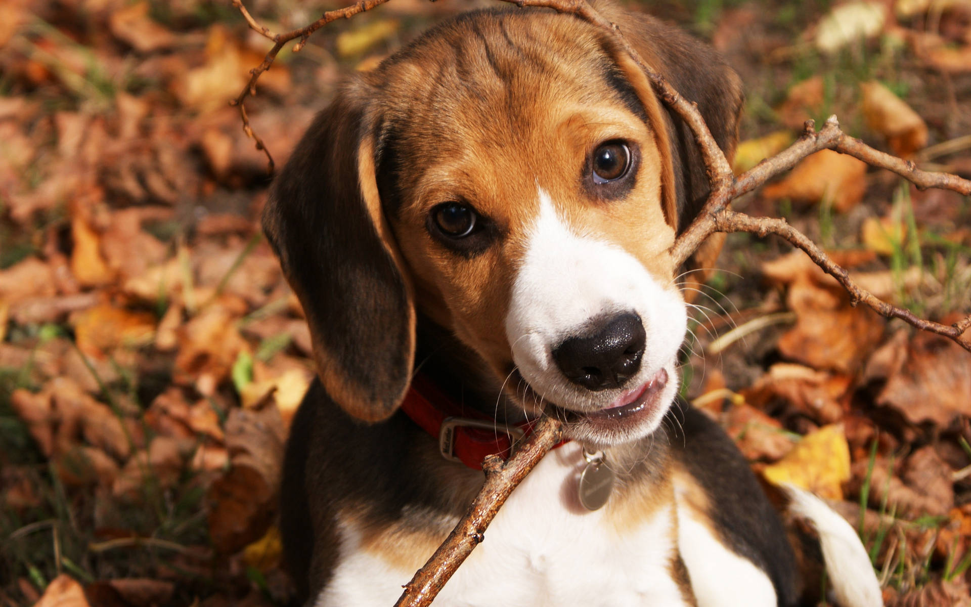 Beagle Pup Chewing A Stick Wallpaper