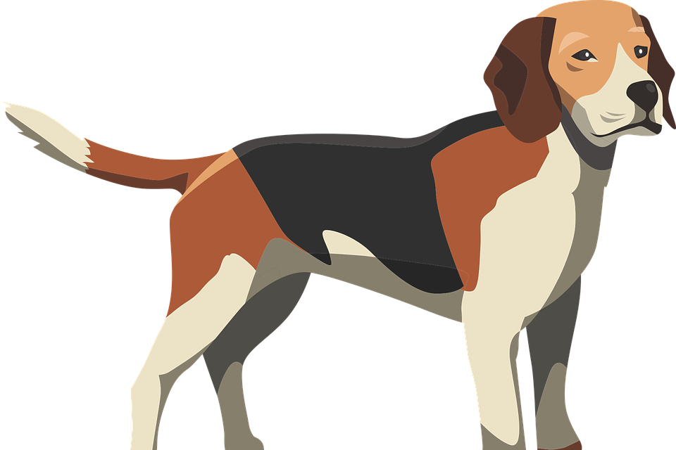 Beagle Standing Side View PNG