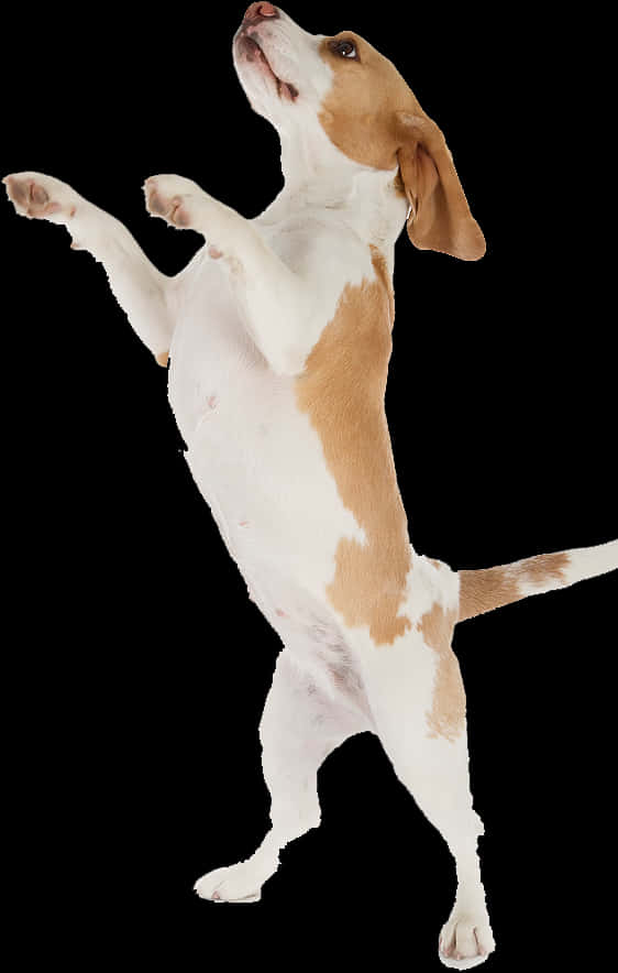 Beagle Standingon Hind Legs PNG