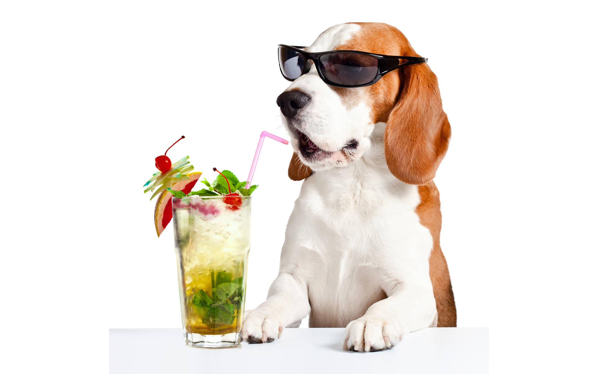 Beagle Sunglasses And Summer Cocktail Wallpaper