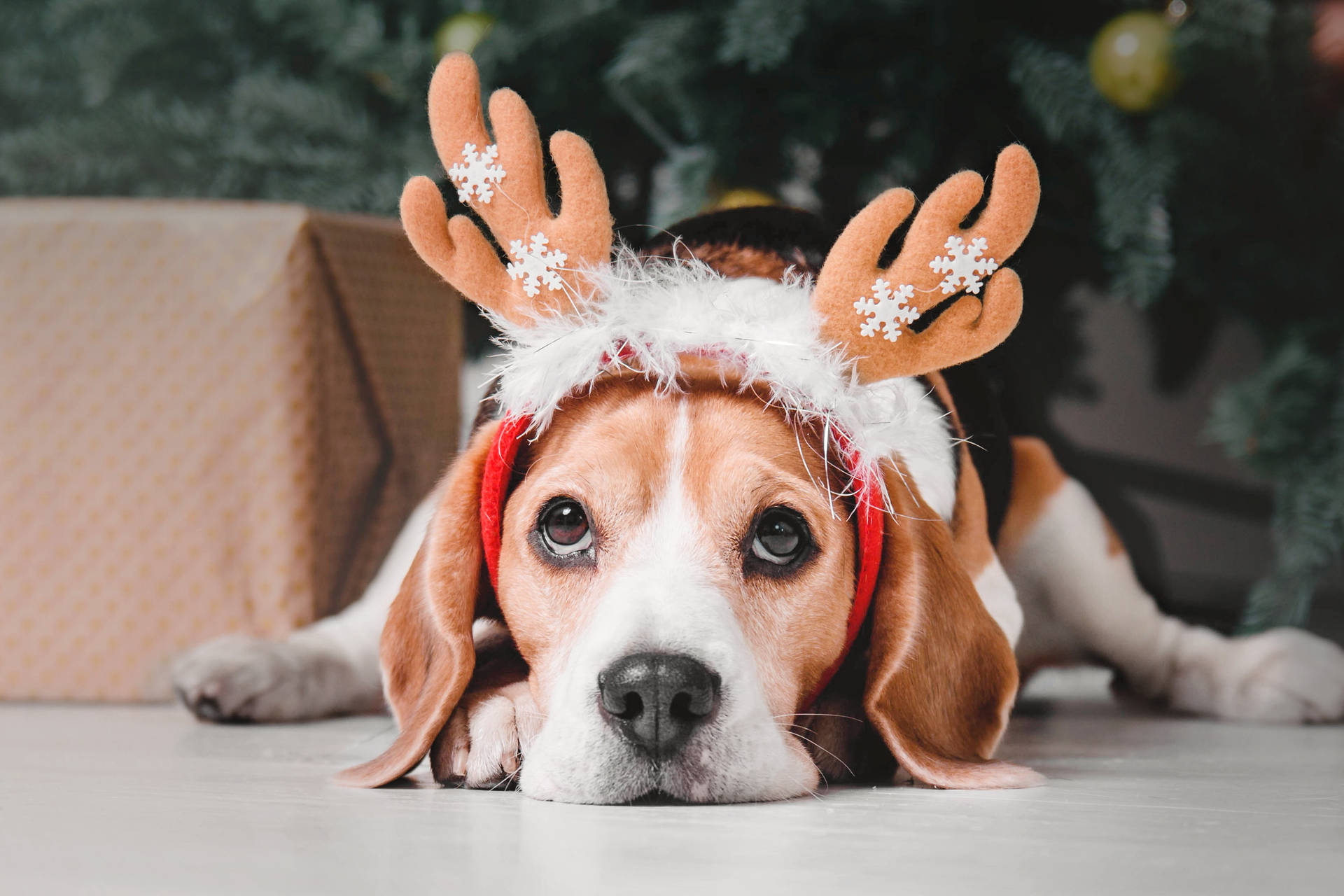 Beagle With Christmas Reindeer Ears Wallpaper